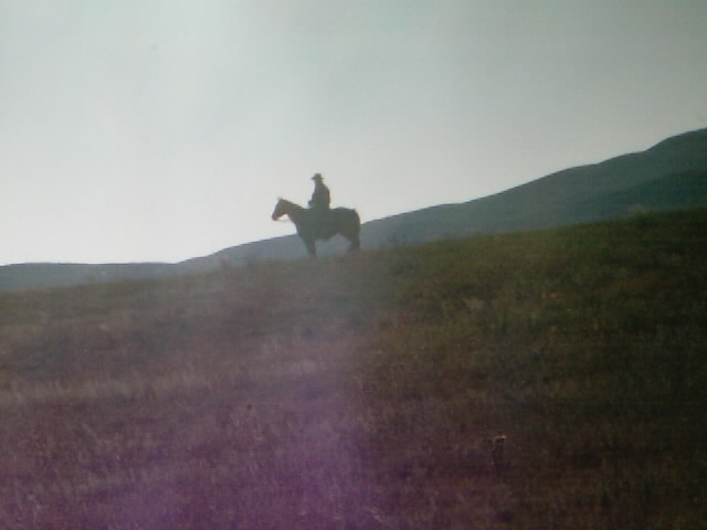 Rider moving cattle