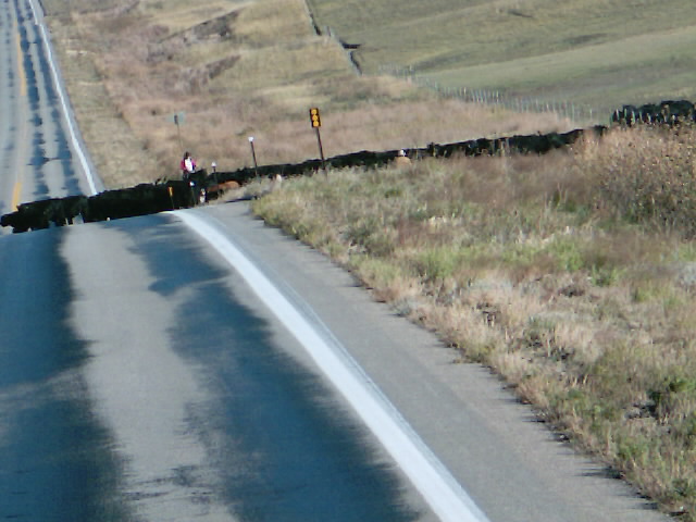 Rider moving cattle