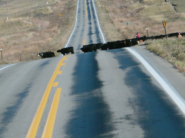 Moving cattle