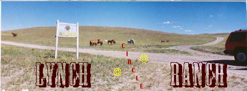Beautiful horses running in front of sign.