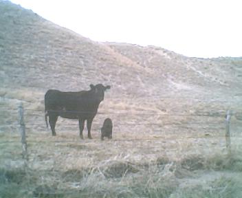 Cow and calf