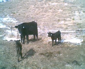 Cow and calf